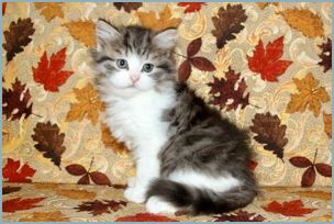 Female Siberian Kitten from Deedlebug Siberians